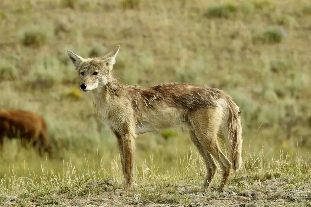 Imagen Avistan manadas de coyotes en Veracruz