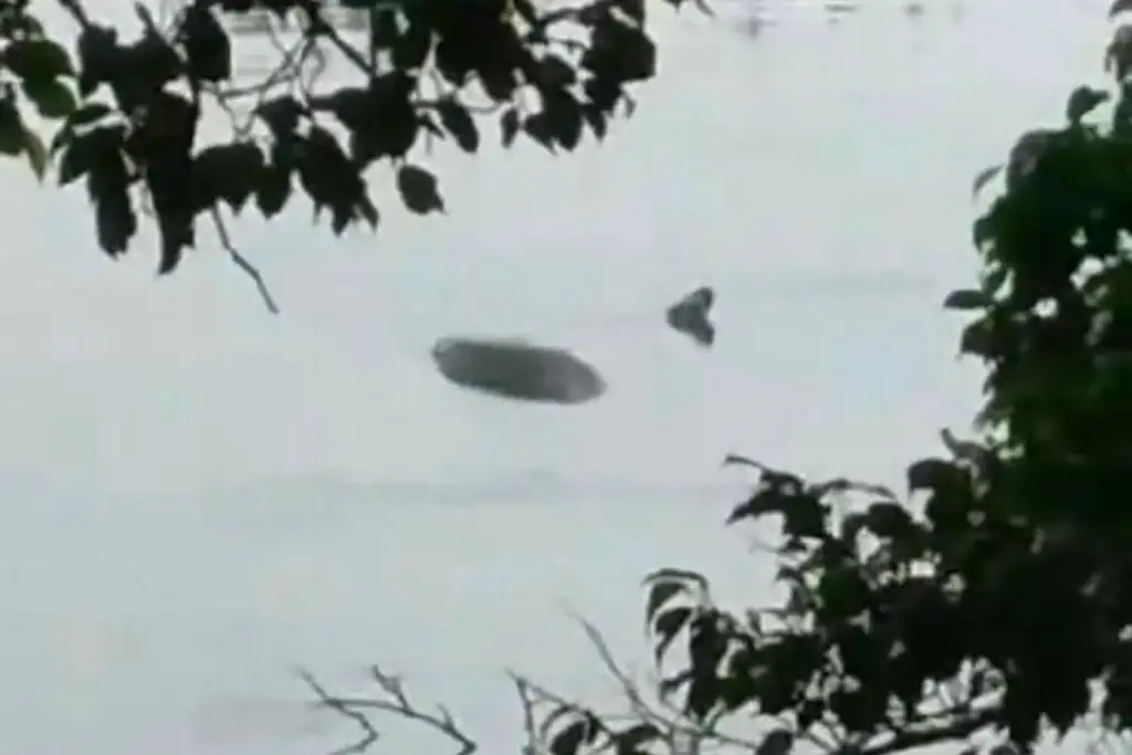Imagen Ambientalista revela detalles de la boa de la Laguna Lagartos en Veracruz