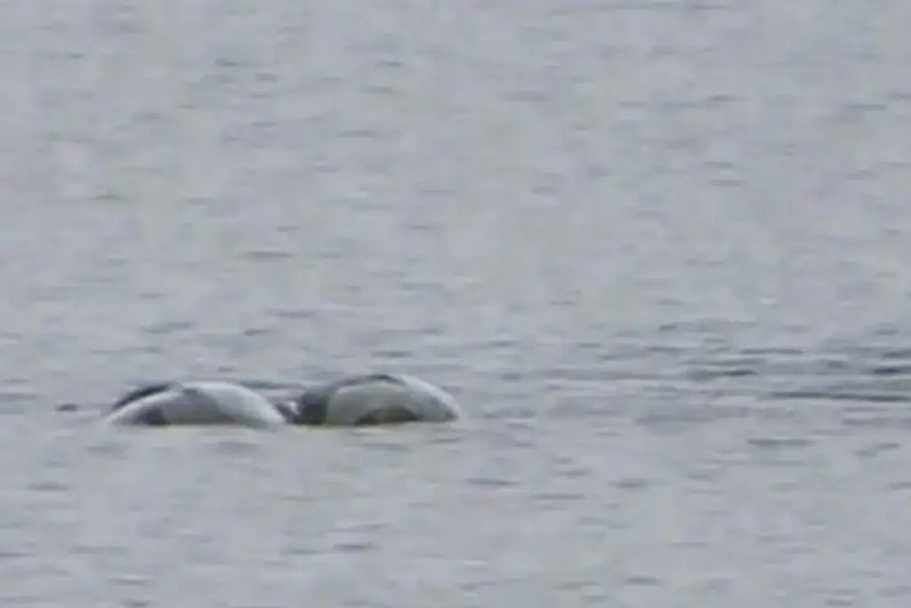Imagen Captan supuesto avistamiento del monstruo del Lago Ness (+Fotos)