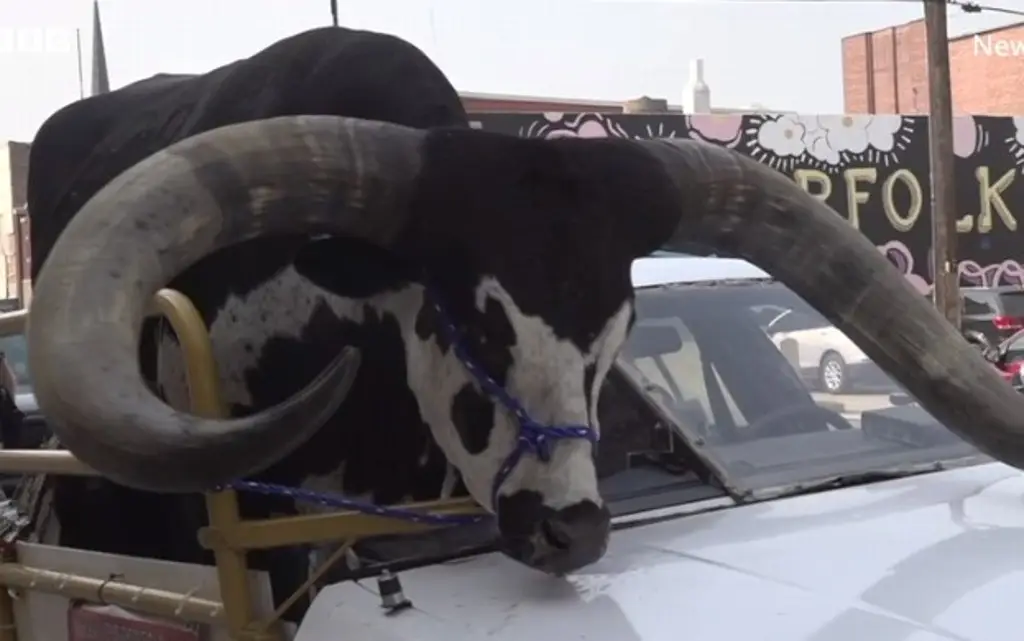 Imagen Detienen auto con toro enorme en el asiento del copiloto (+Video)