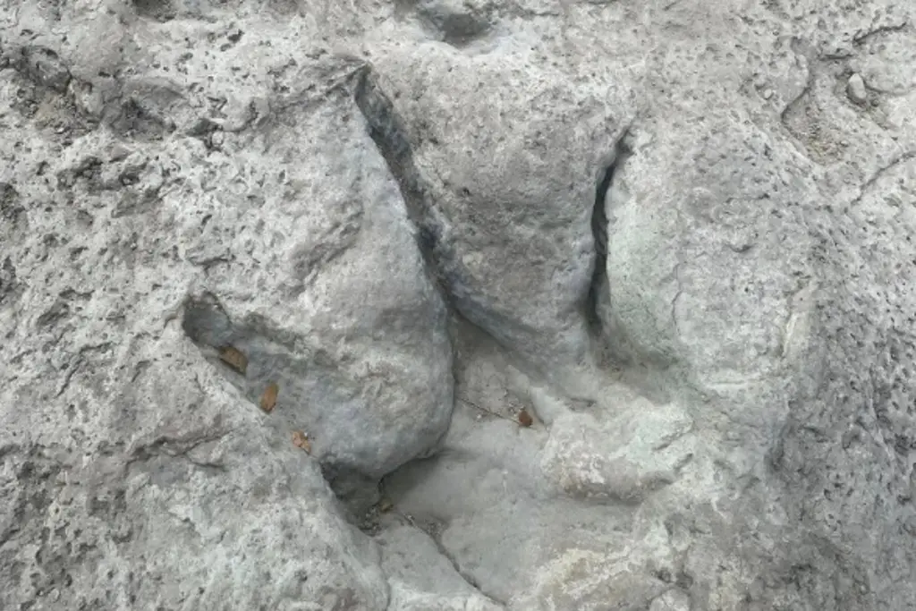 Imagen Descubren huellas de dinosaurios en Texas; estaban bajo el agua 