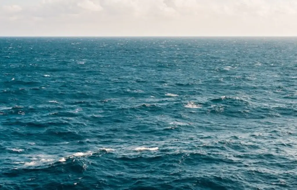 Imagen EU alerta presencia de la bacteria 'come-carne' en aguas del Atlántico y Golfo de México 