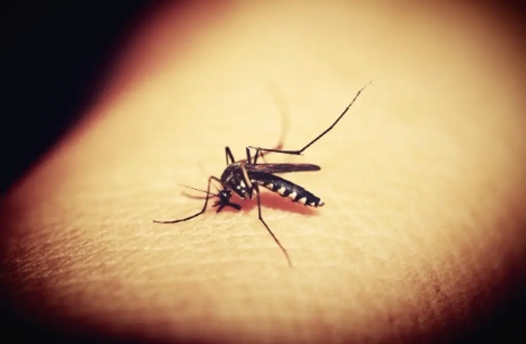 Imagen Médicos alertan que el Dengue Hemorrágico puede ser mortal