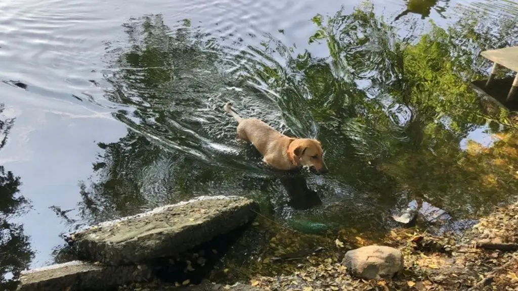 Imagen Él es Bobby, el guardián de la laguna que él mismo limpia en Veracruz (+ video)