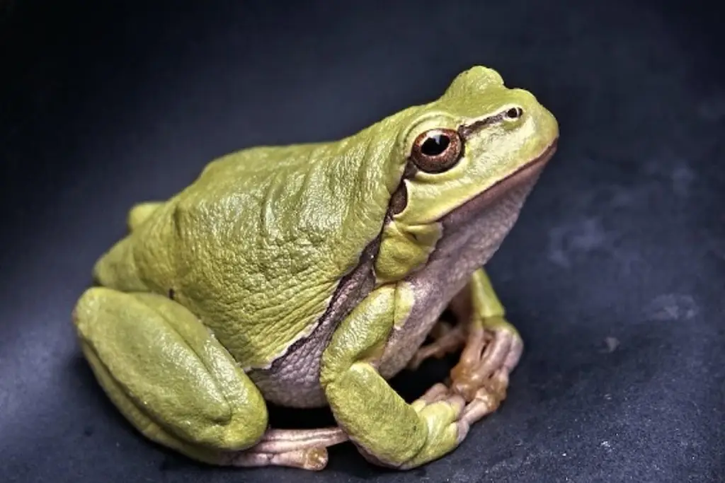 Imagen Descubren 3 nuevas especies de 'ranas invisibles' 