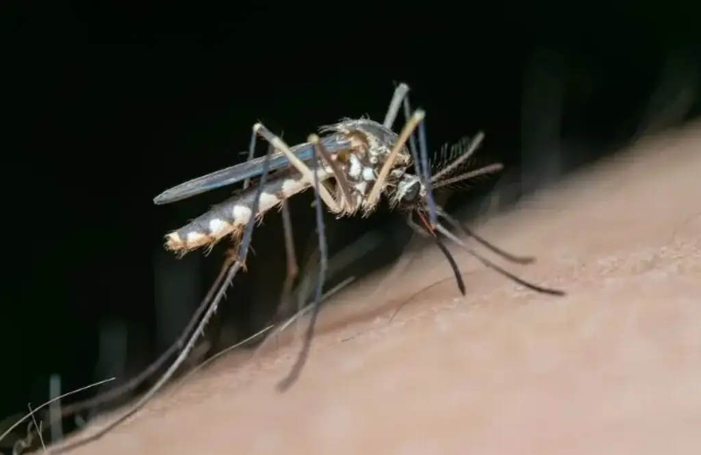 Imagen Hay 4 muertos a causa del dengue en Veracruz 