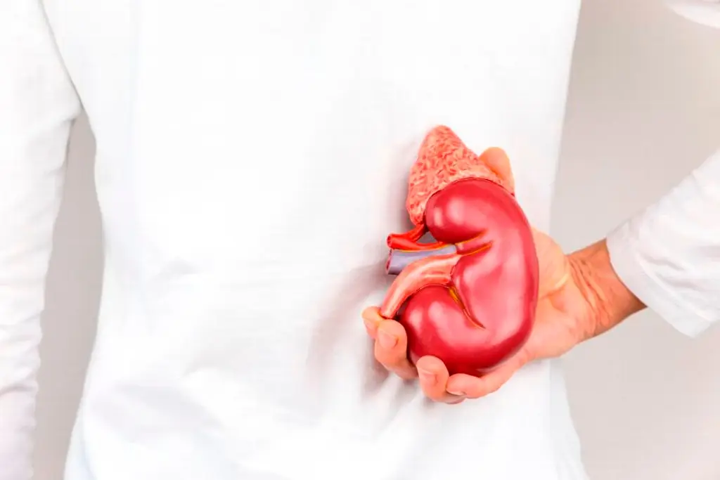 Imagen ¿Qué órganos y tejidos se pueden donar?
