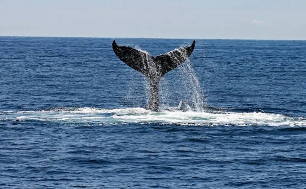 Inteligencia Artificial se alía con delfines y ballenas; buscan protegerlos de los barcos