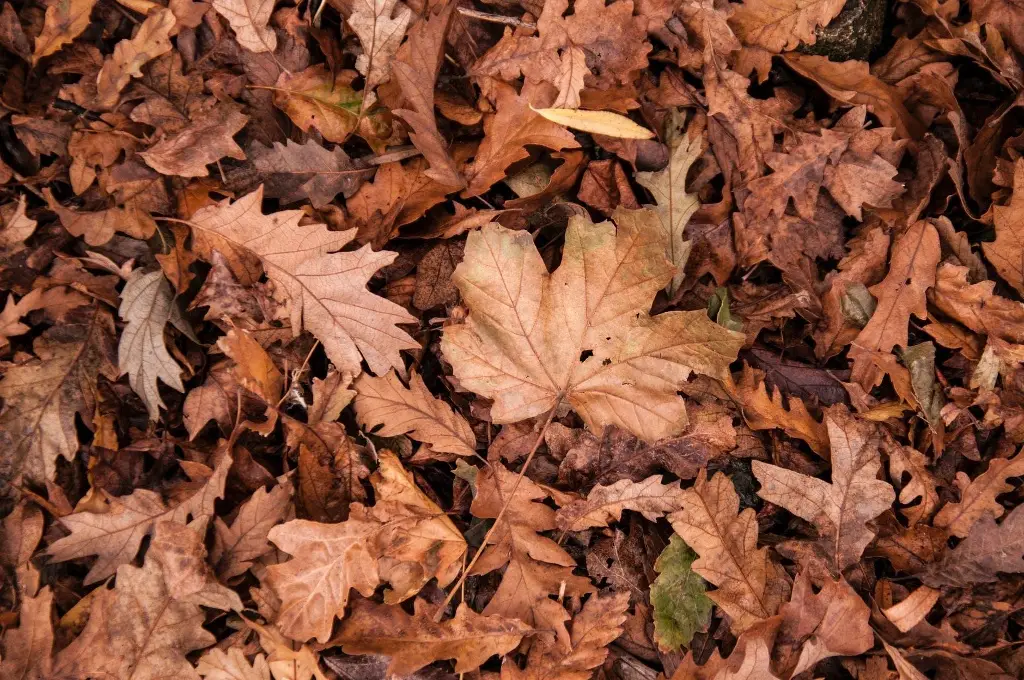 Imagen ¡Este sábado el Otoño llegó a México!