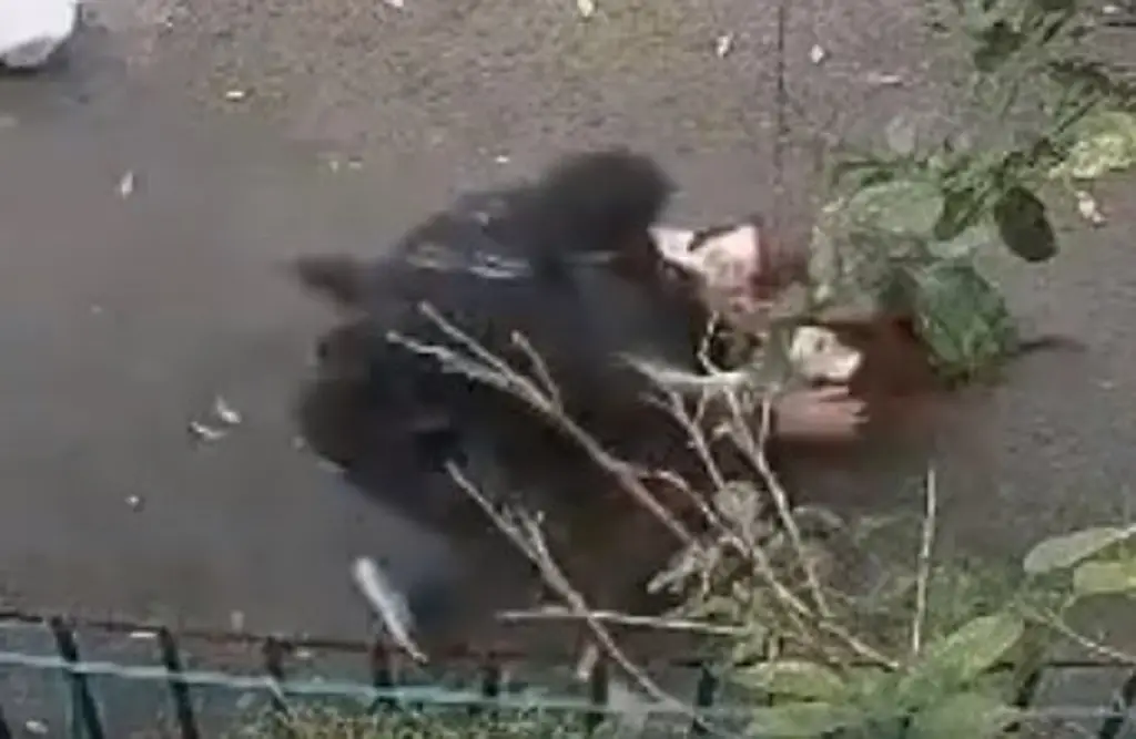 Imagen Captan agresión a mujer en asalto; pidió ayuda dos veces (+Video)