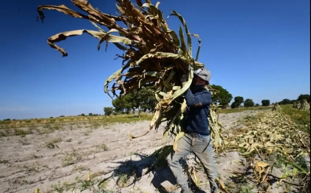 Imagen Producción de Maíz en Veracruz estancada desde hace dos décadas
