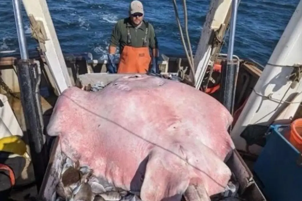 Imagen Capturan enorme raya de casi 200 kilos