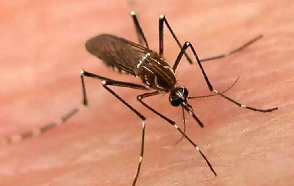 Imagen Revelan zonas con más casos de Dengue en Veracruz y la región