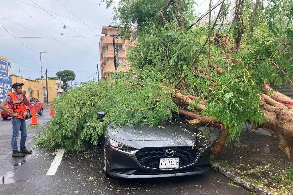 Imagen Cae árbol sobre auto en Veracruz