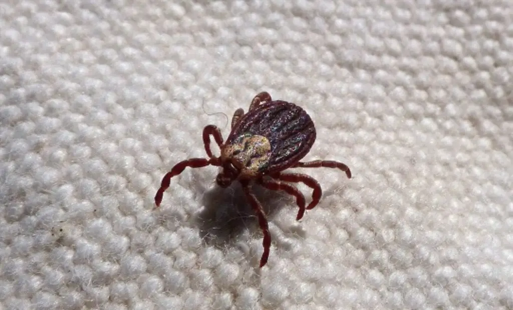 Imagen ¿Cómo saber si hay plaga de chinches en mi casa? Esto dice experto de Veracruz