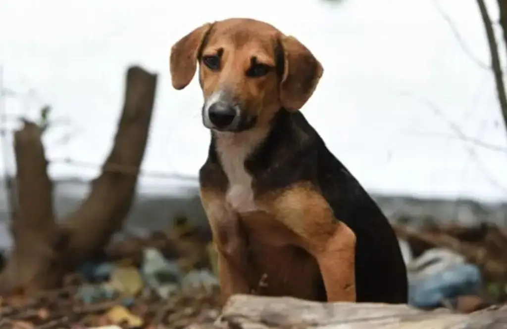 Imagen ¿Dónde denunciar maltrato animal en Veracruz y Boca del Río?