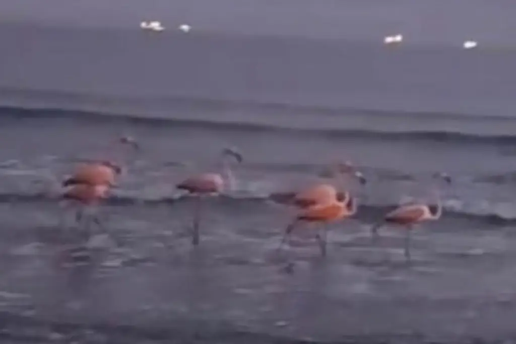 Imagen Captan a seis flamingos caminando en playa de Boca del Río (+Video)