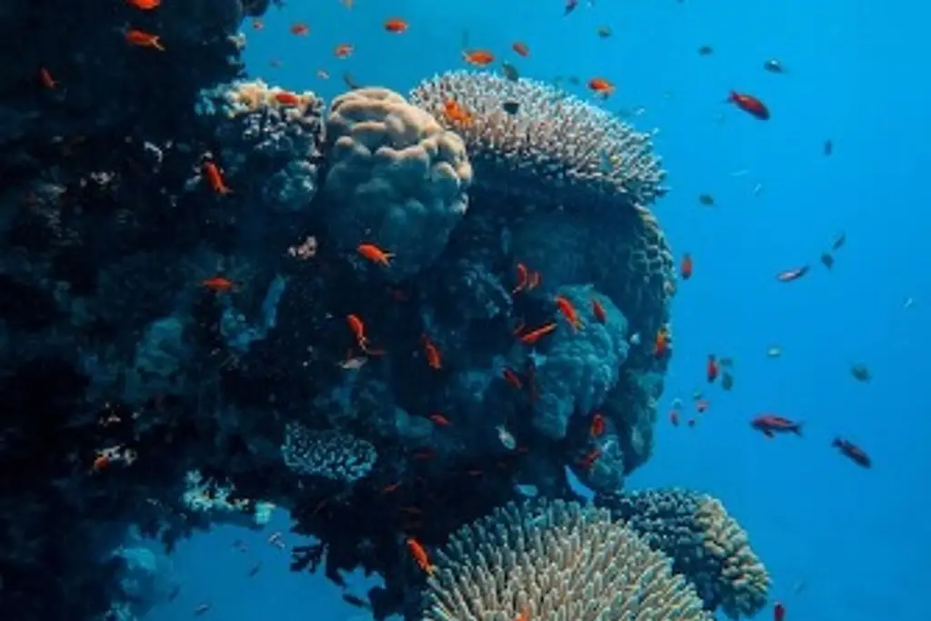 Imagen Descubren nuevos arrecifes de coral en aguas frías de Islas Galápagos 