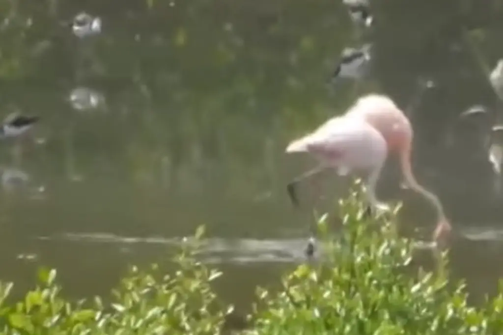 Imagen Es poco frecuente que se vean flamingos en Mandinga, Veracruz: Biólogo  