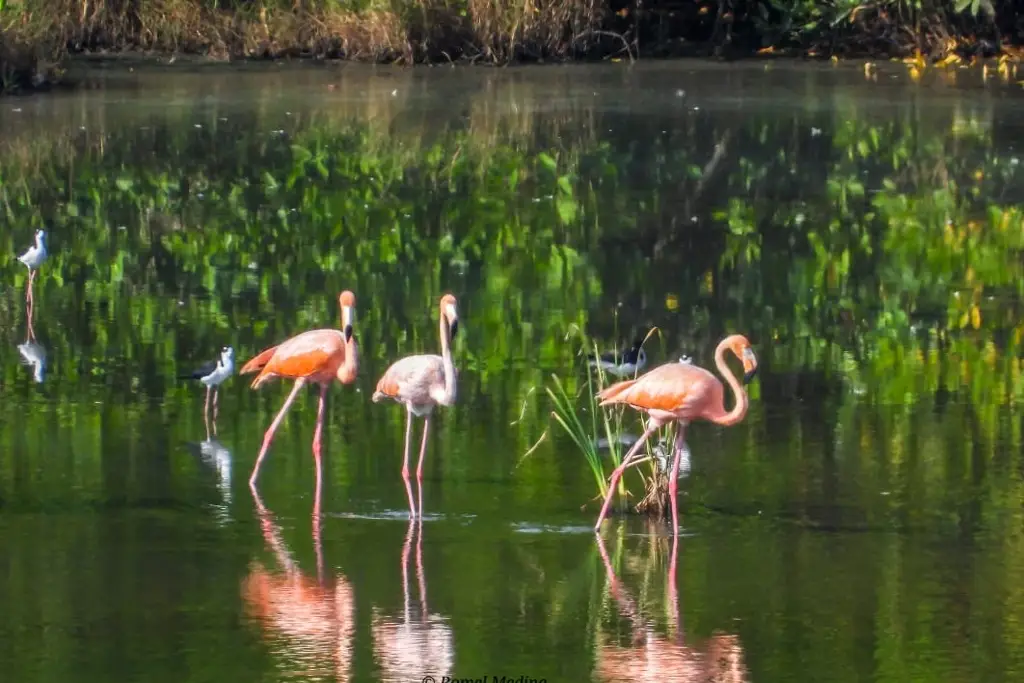 Imagen La marcha de los flamingos; una especie que se dignó visitar Veracruz 