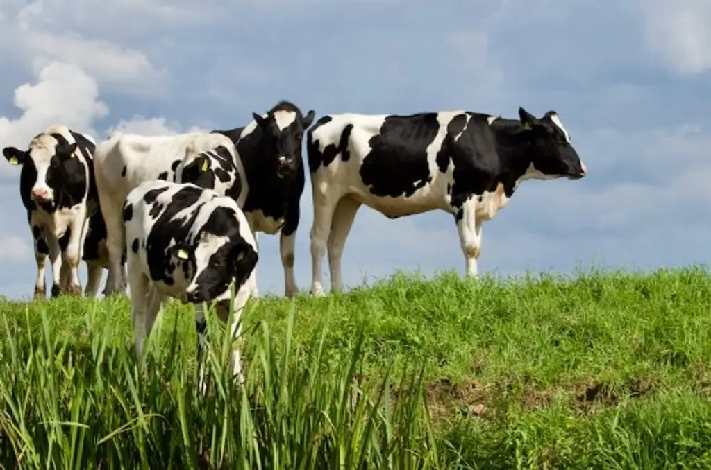 Imagen Impacto de rayo mata a 80 vacas y 2 caballos en zona rural 