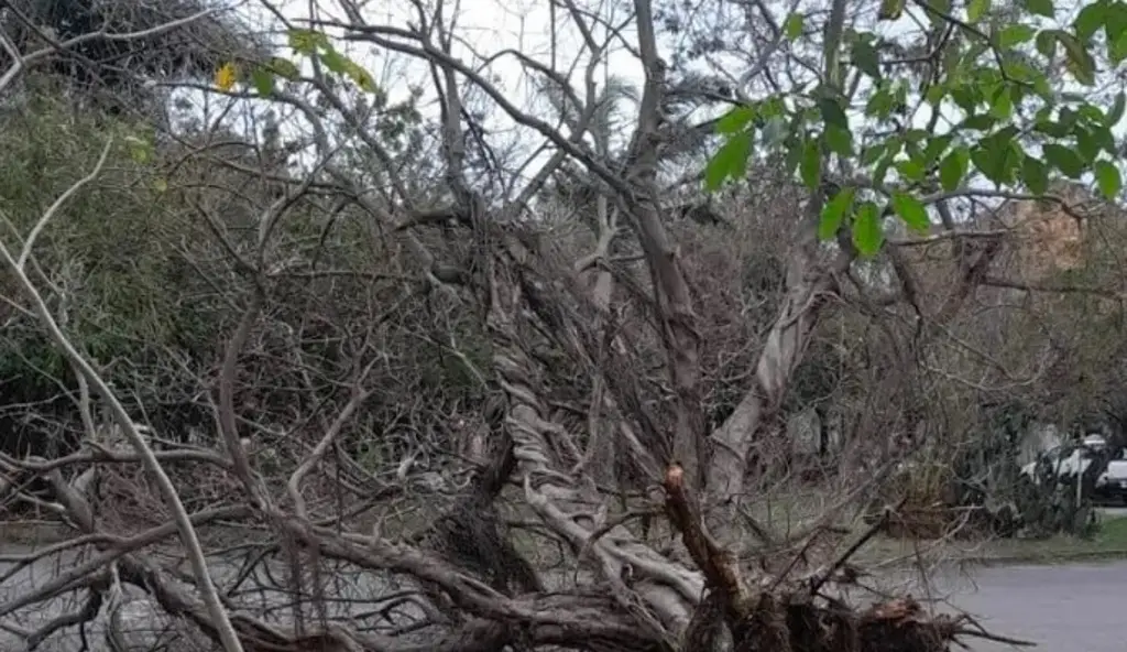 Imagen Árboles caídos, postes dañados y un herido por norte en Veracruz 