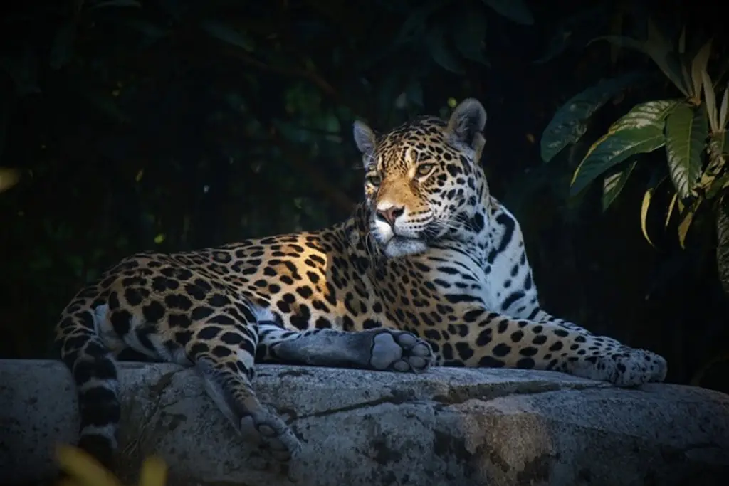 Imagen Registran aumento de jaguares en peligro de extinción en Yucatán