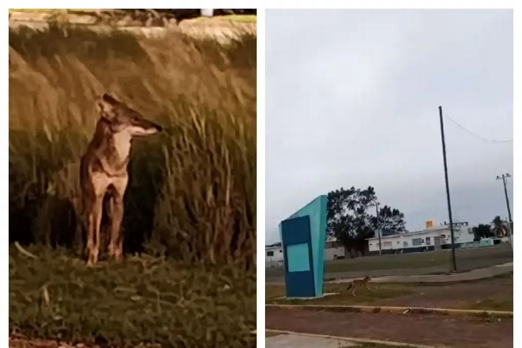Imagen Avistan coyotes en la Riviera Veracruzana y en el norte de Veracruz; piden cuidarlos