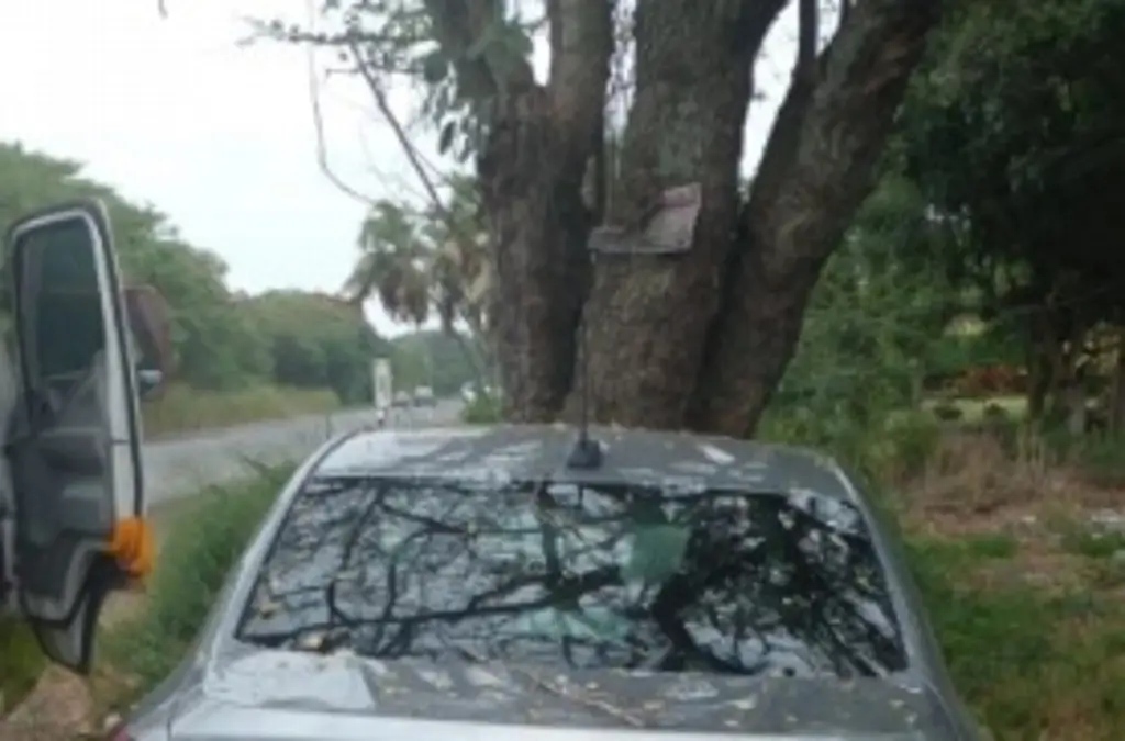 Auto particular choca contra un árbol en carretera de Veracruz; hay 3 ...