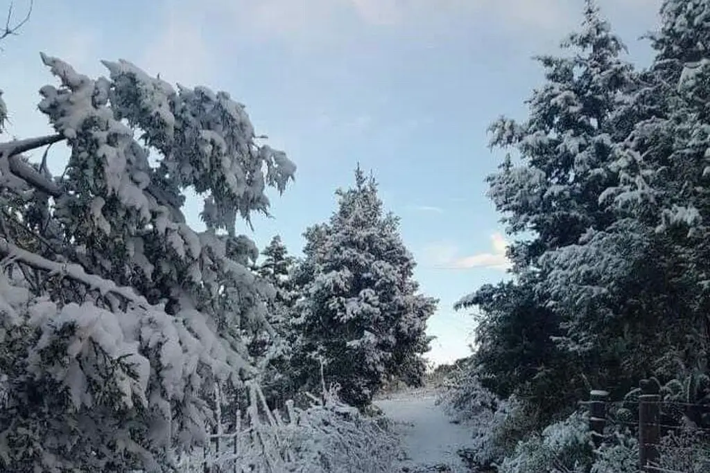 Imagen Así se observa la nevada en Chihuahua (+Fotos)