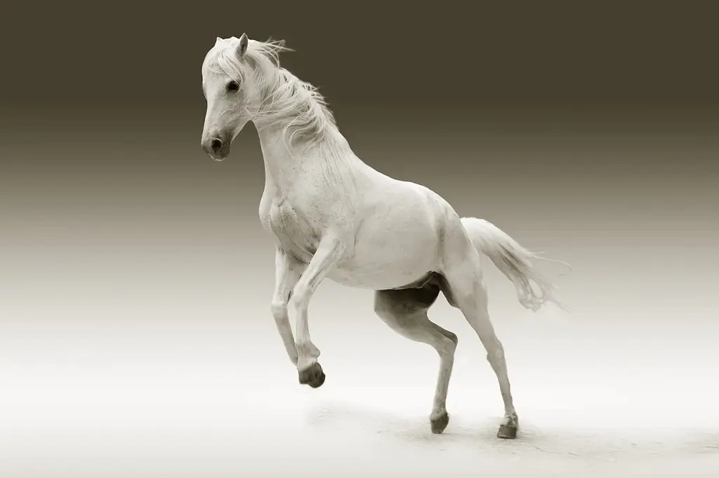 Imagen Esta semana arranca la Expo Feria del Caballo 2023 en Boca del Río; rifarán un pony
