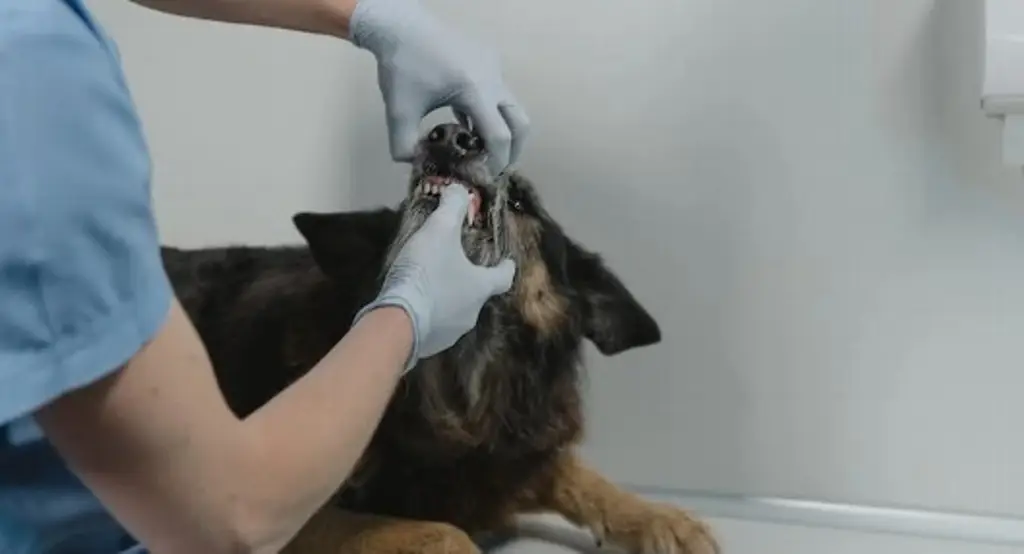 Imagen ¿De qué manera cuidar los dientes del perro? 