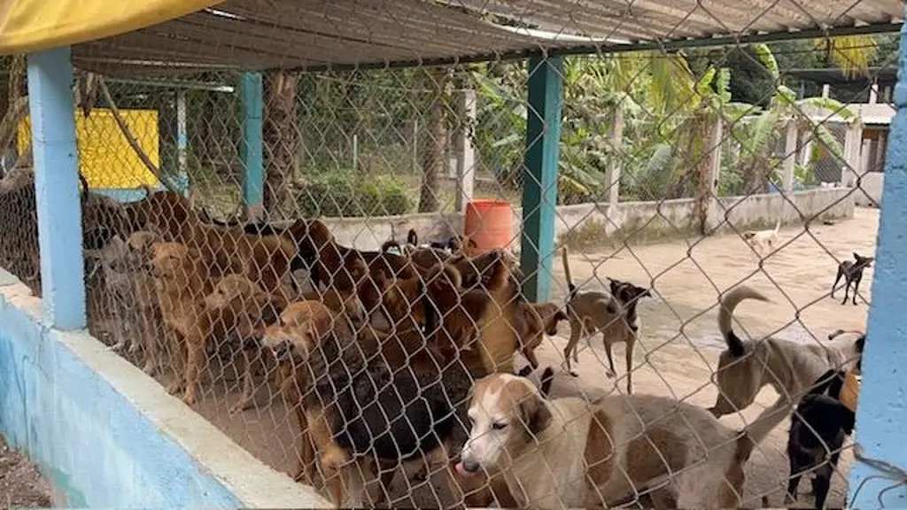 Imagen Tiene casi 400 mascotas entre perros y gatos en Veracruz,  y así los mantiene 