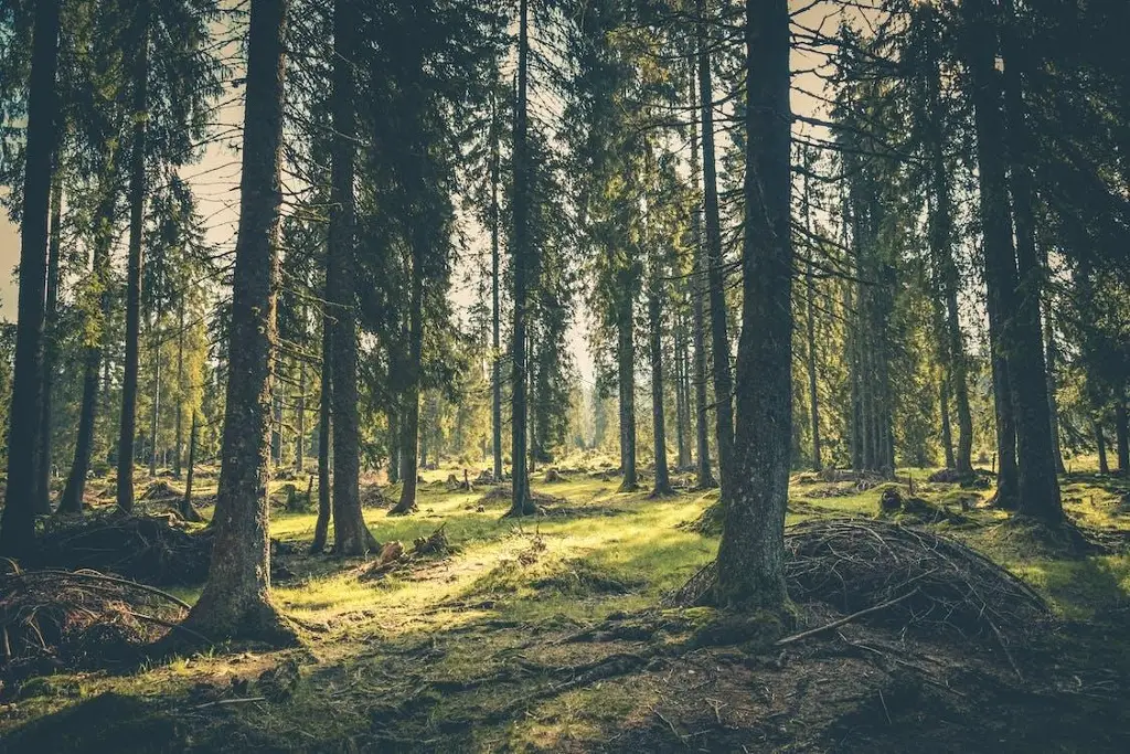 Imagen Desarrollan sistema que clasifica tipos de bosques mediante la inteligencia artificial