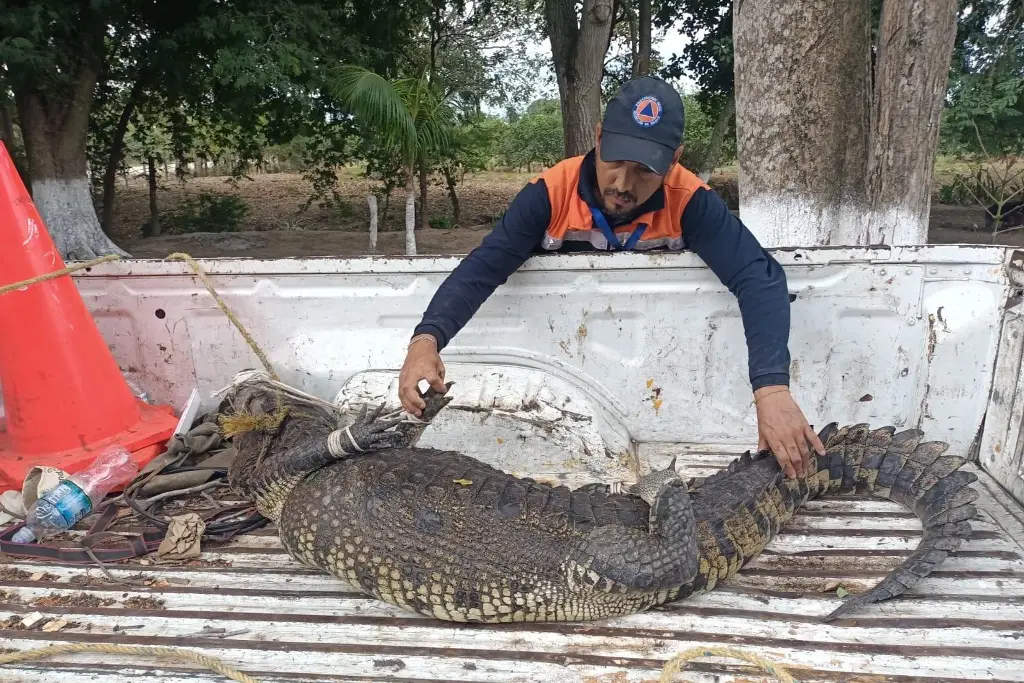 Imagen Capturan cocodrilo en Medellín, lo habrían tenido como mascota 