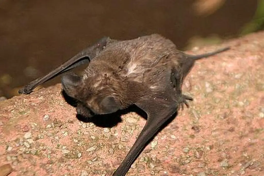 Imagen Descubren nueva especie de murciélago