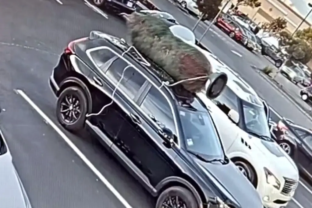 Imagen Hombre se roba árbol de Navidad de una camioneta; así captaron el momento (+Video)