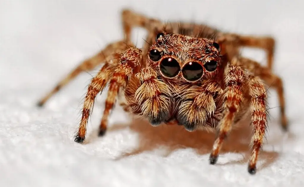 Imagen Descubren 8 nuevas especies de arañas 