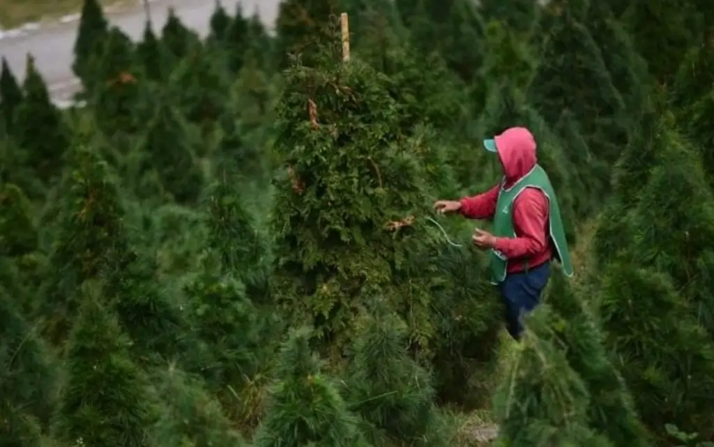 Imagen Proponen a productores de maíz de Las Vigas migrar al cultivo de pinos de Navidad