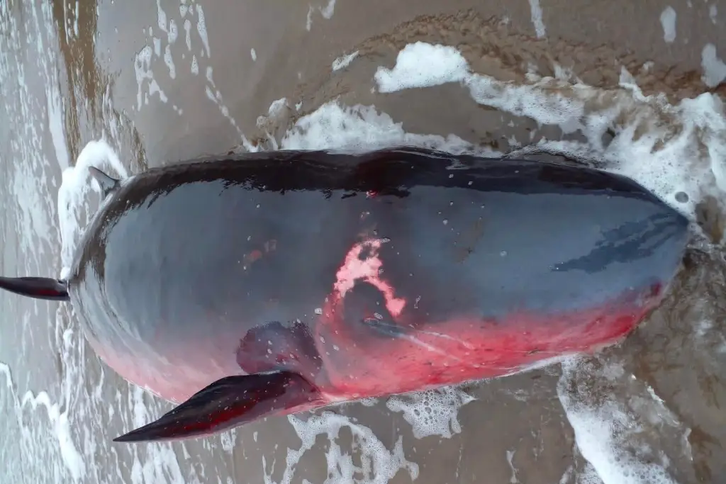 Imagen Sorprende a pobladores extraña especie marina en playa de Veracruz (FOTOS)