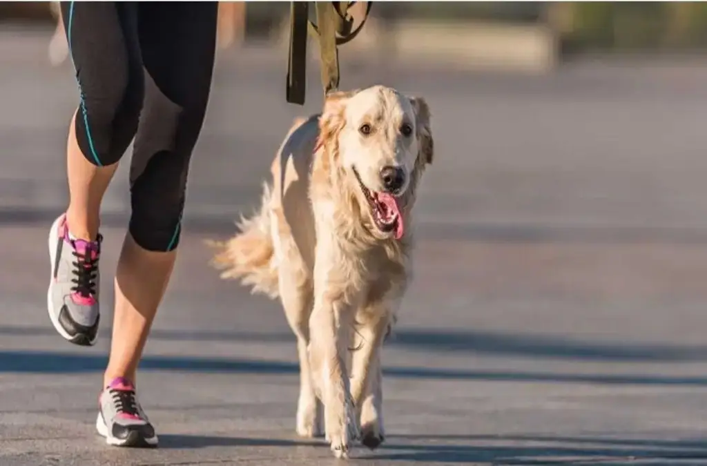 Imagen ¿Es adecuado llevar a los perros a correr?