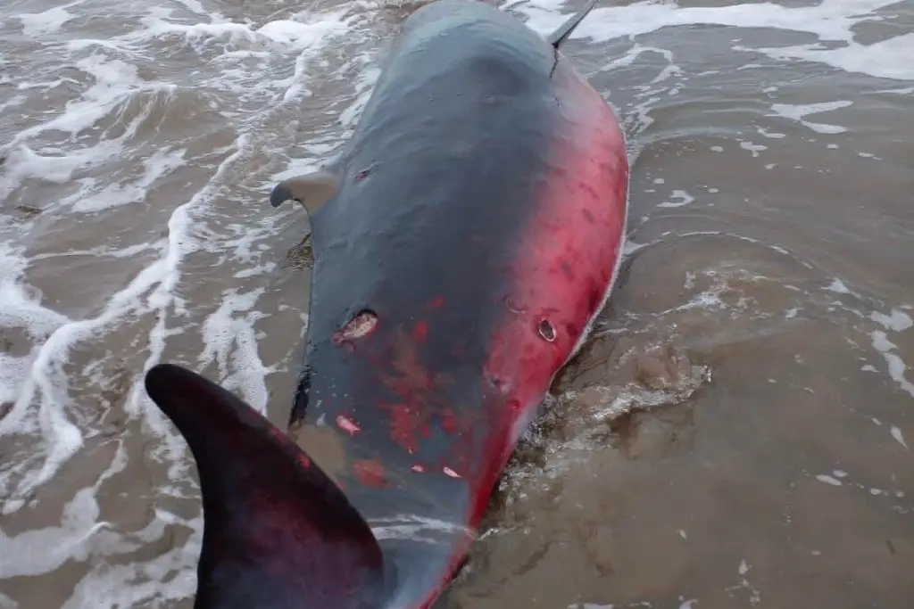 Imagen Descubren de qué especie es el animal que quedó varado en playa de Veracruz