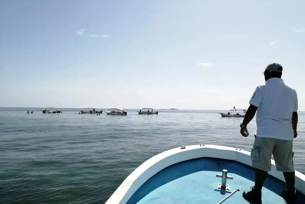 Imagen Se blanquean corales en Veracruz; estas son las repercusiones 