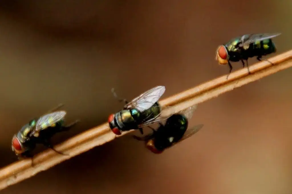 Insectos Básicos Para La Biodiversidad Están Desapareciendo Xeu Noticias Veracruz 5632