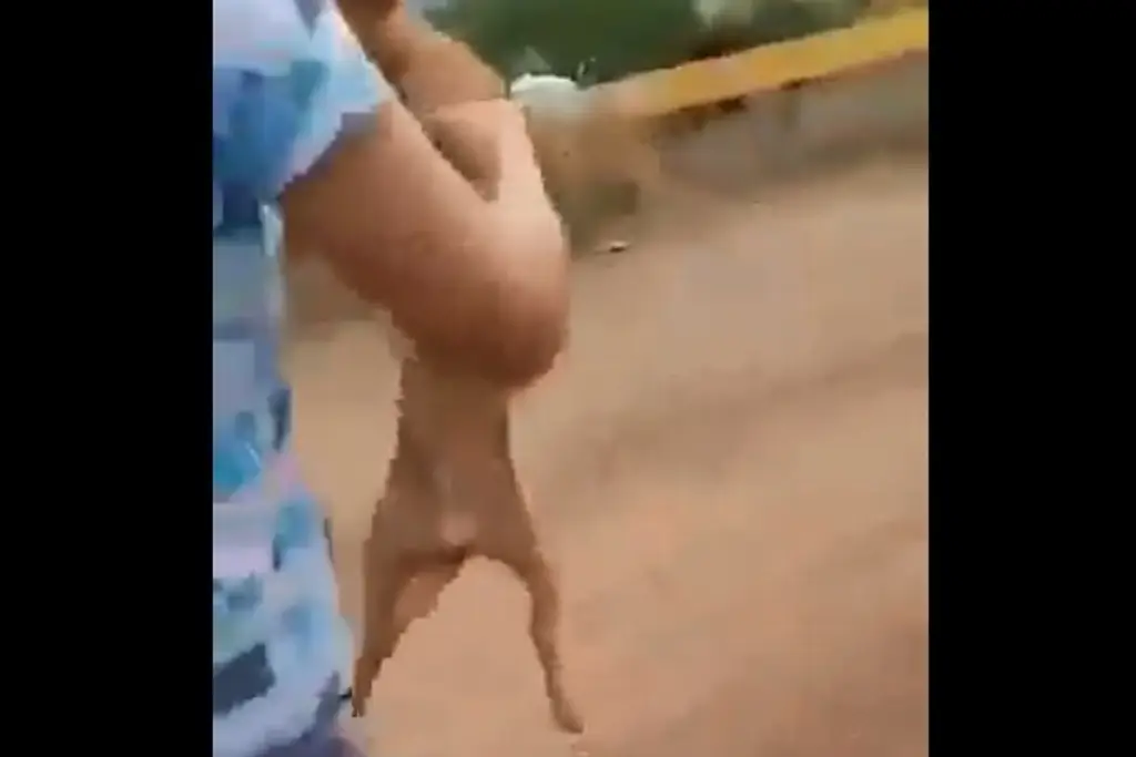 Imagen Joven lanza a un perrito desde un puente y causa indignación (+Video)