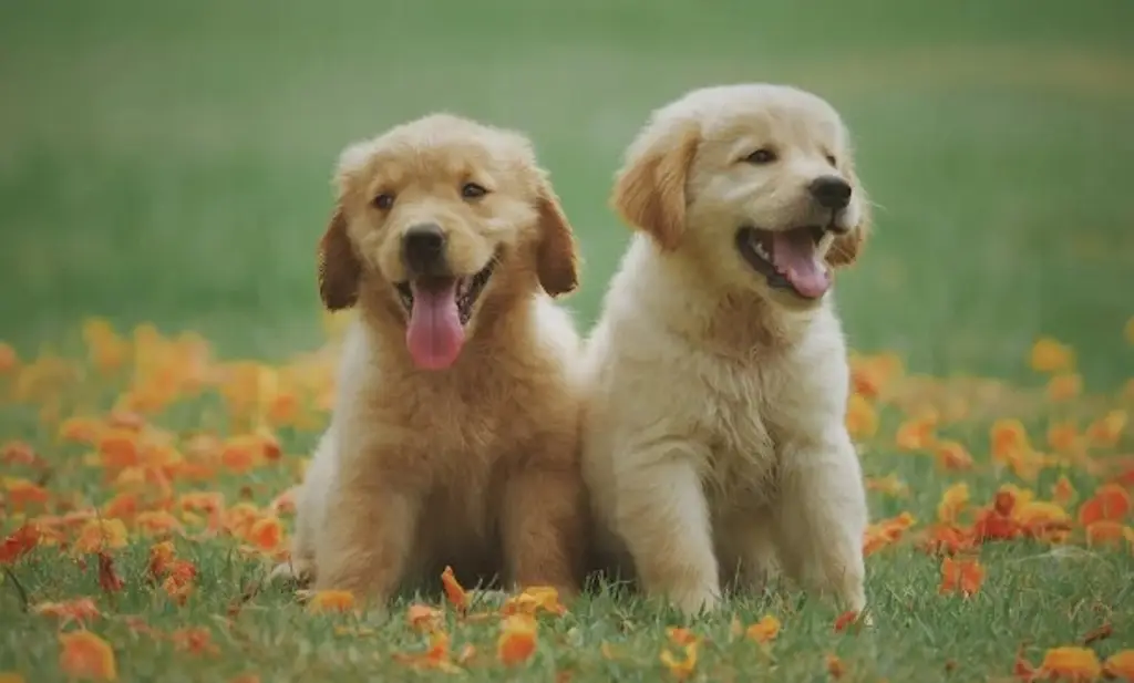 Imagen ¿Cuántas emociones pueden captar las mascotas de sus dueños?