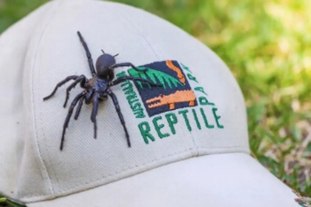 Imagen Detectan ejemplar más grande de la araña más venenosa del mundo