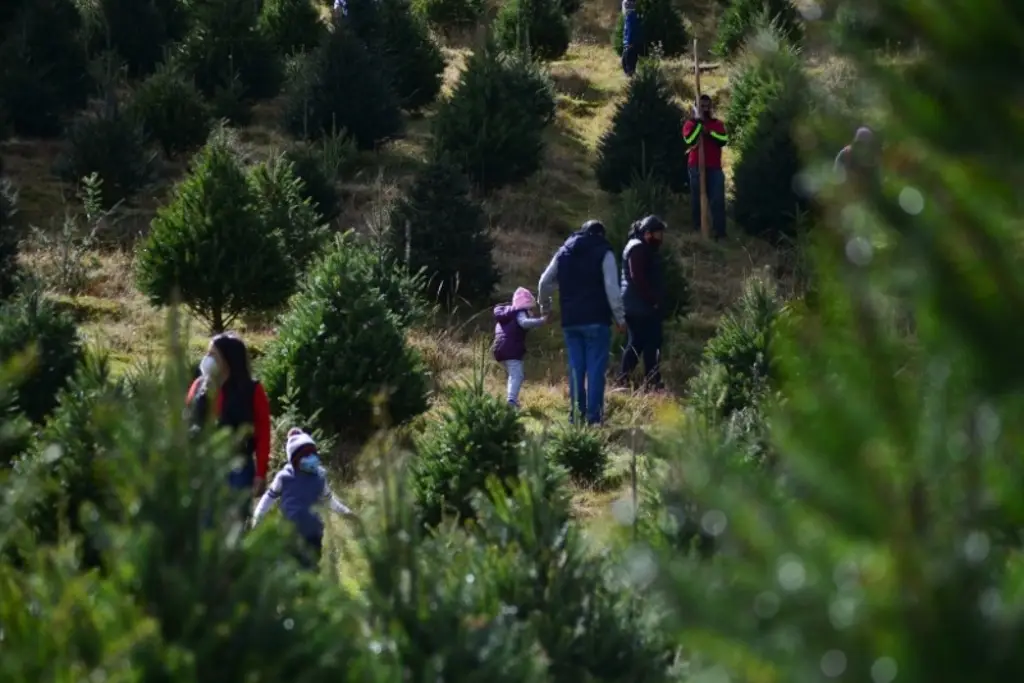 Imagen A estos lugares de Veracruz puedes llevar tu arbolito de Navidad para que lo reciclen