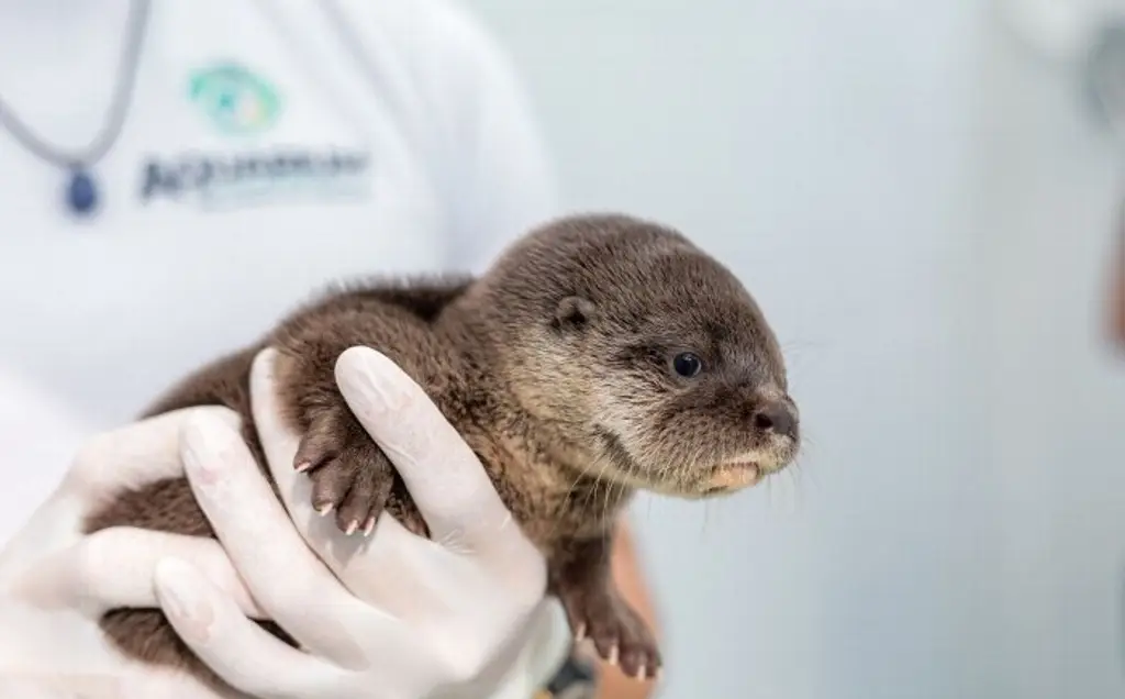 Imagen Rescatan y resguardan cría de nutria en Veracruz