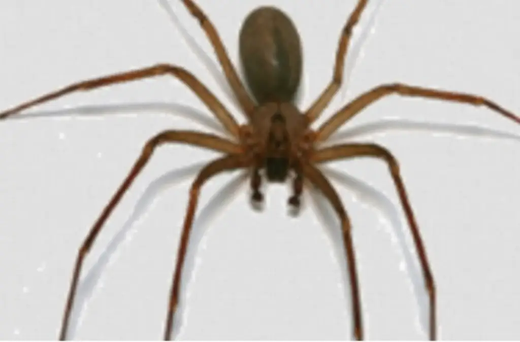 Imagen Empleado queda inconsciente por supuesta mordedura de araña violinista